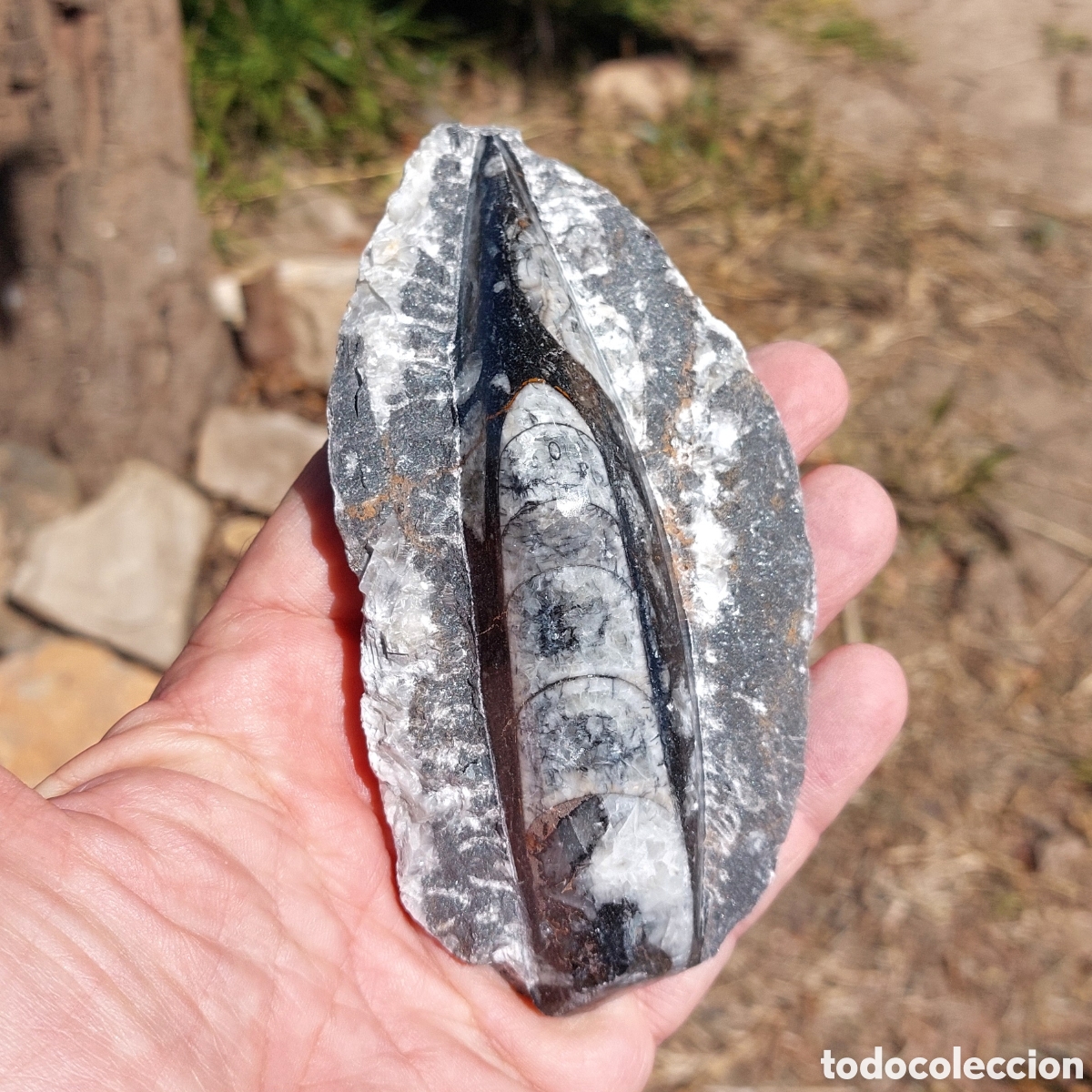 Coleccionismo de f&oacute;siles: Placa F&oacute;sil de Orthoceras Pulidos 339g