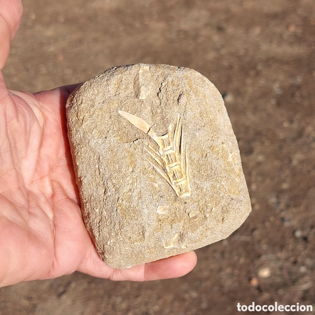 Sammlung von Fossilien: Matriz F&oacute;sil con V&eacute;rtebras de Enchodus 10cm