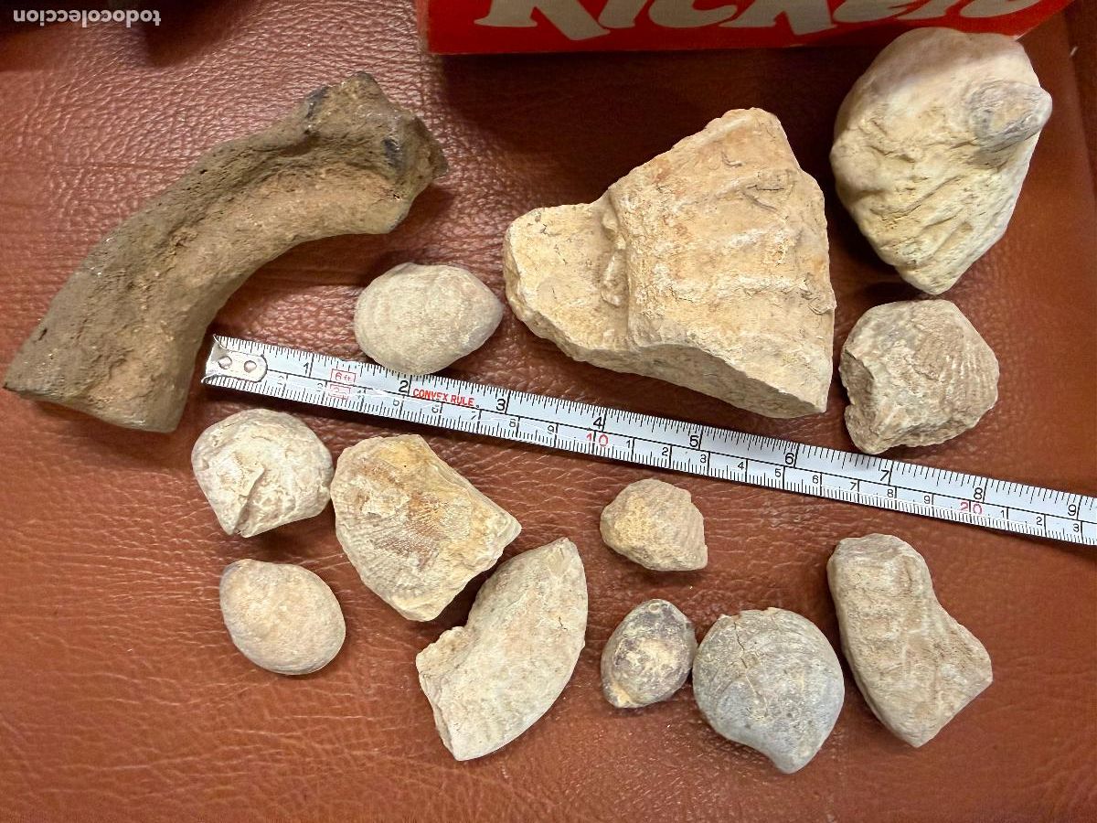 Coleccionismo de f&oacute;siles: Lote de 13 fosiles, todos fotografiados. Moluscos y varios