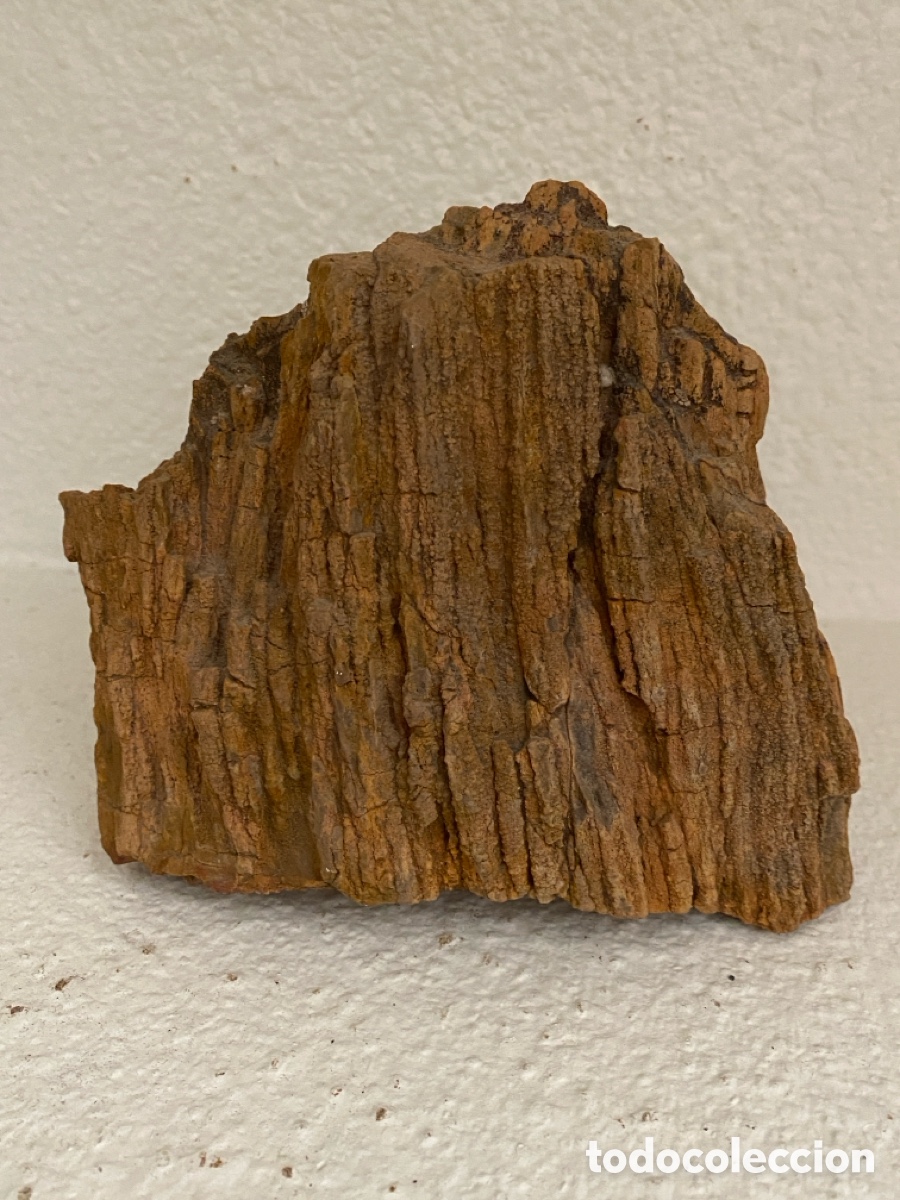 Coleccionismo de f&oacute;siles: Tronco de &aacute;rbol fosilizado