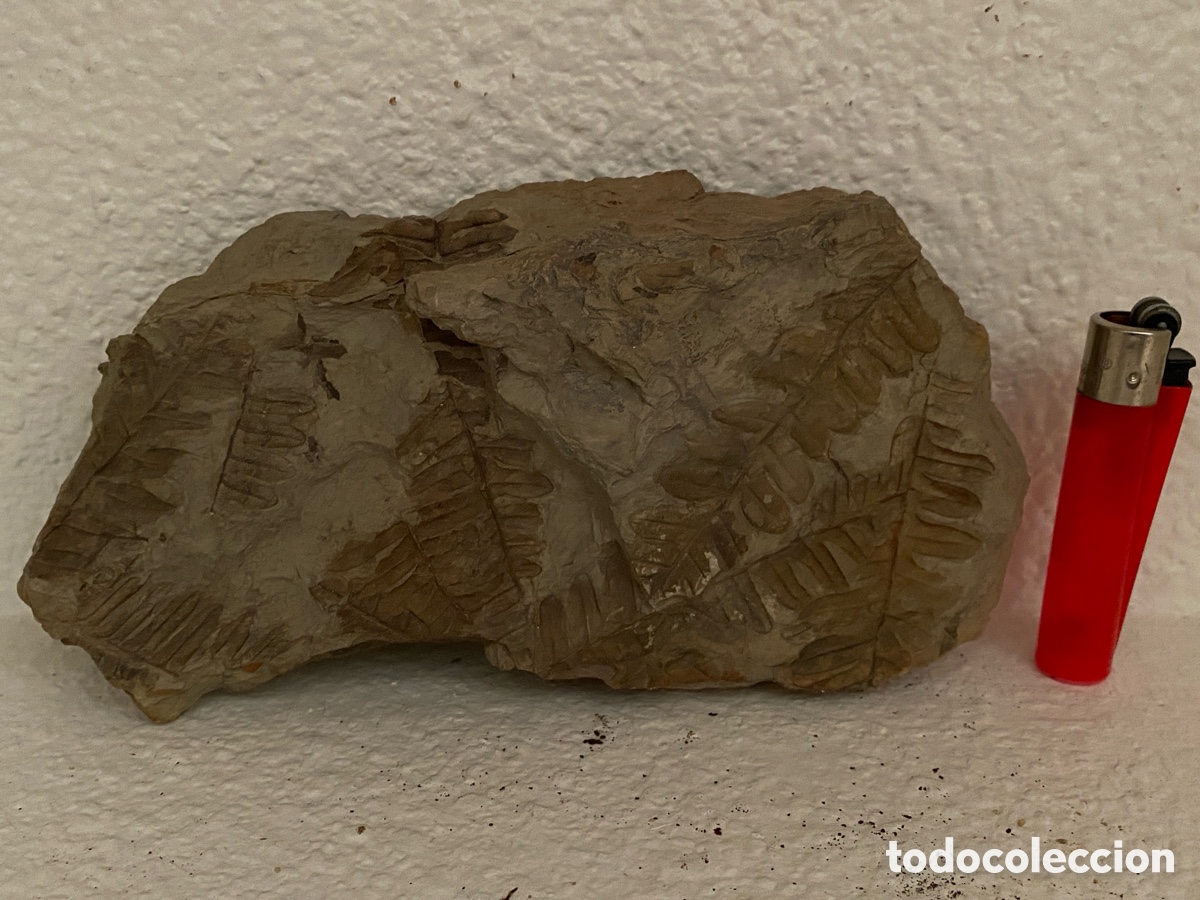 Coleccionismo de f&oacute;siles: Bonito f&oacute;sil con hojas