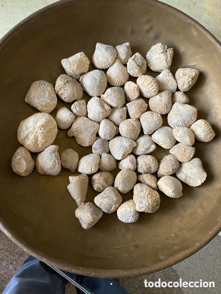 Coleccionismo de f&oacute;siles: Lote de 50 f&oacute;siles lote 4