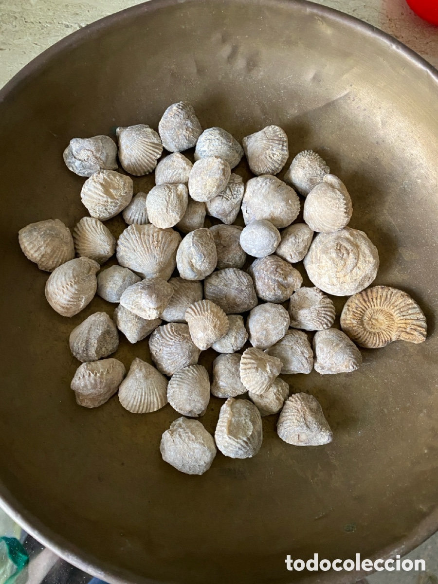 Coleccionismo de f&oacute;siles: Lote de 50 f&oacute;siles lote 19