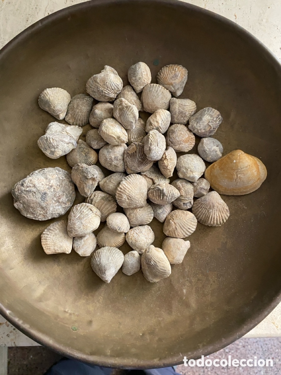 Coleccionismo de f&oacute;siles: Lote de 50 f&oacute;siles lote 20