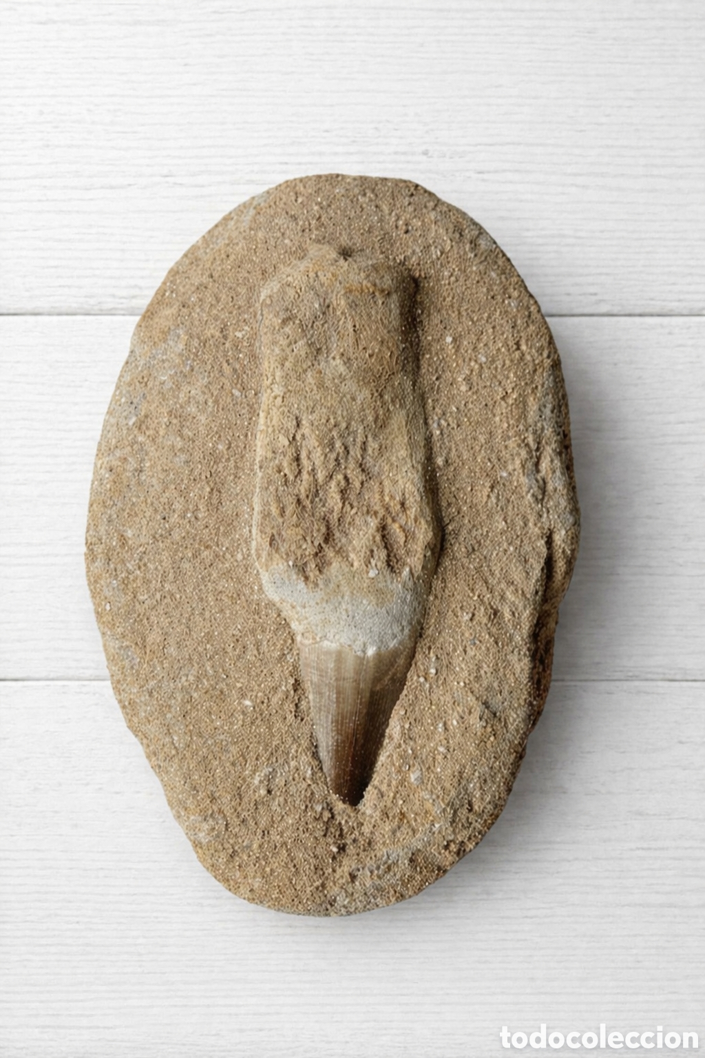 Coleccionismo de f&oacute;siles: &iexcl;ESPECTACULAR diente F&Oacute;SIL MOSASAURIO 8,5 cm en matriz original 13x9 cm