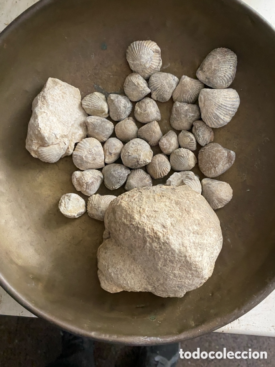 Collectionnisme de fossiles: Lote de treinta f&oacute;siles