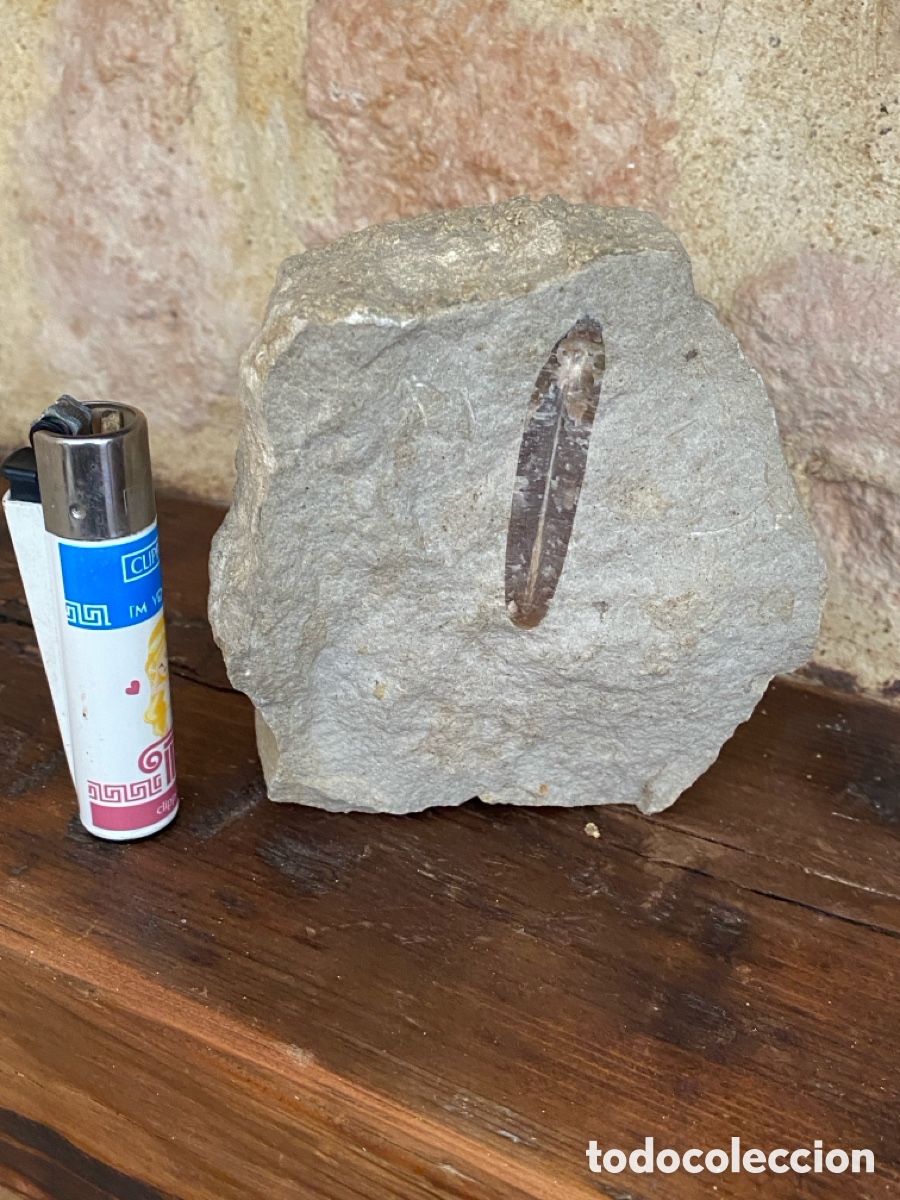 Coleccionismo de f&oacute;siles: F&oacute;sil de hoja incustrado en la piedra