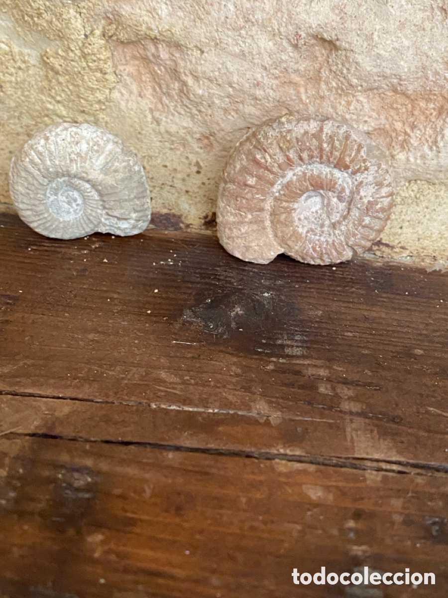 Coleccionismo de f&oacute;siles: Lote de dos amonites - Foto 2
