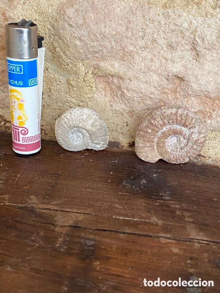 Coleccionismo de f&oacute;siles: Lote de dos amonites - Foto 3