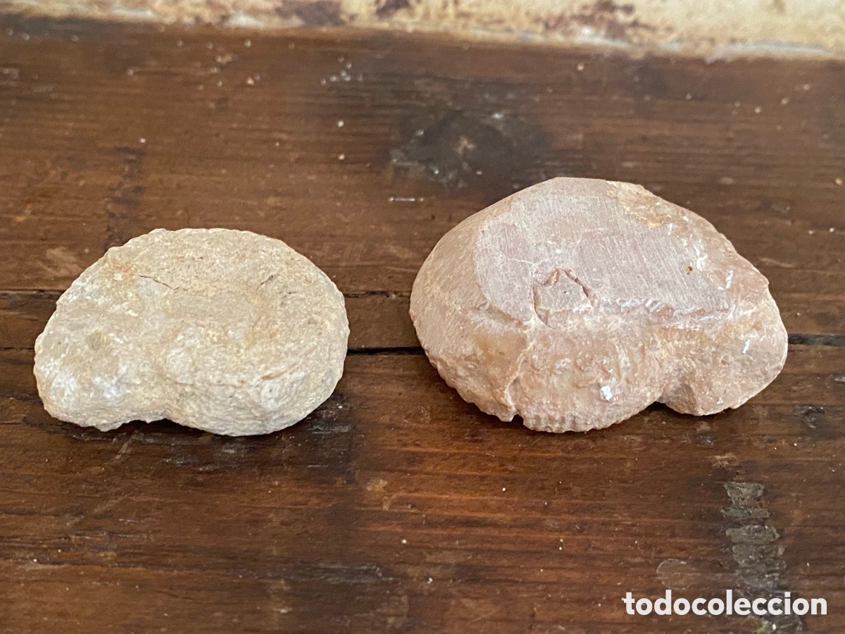 Coleccionismo de f&oacute;siles: Lote de dos amonites - Foto 4