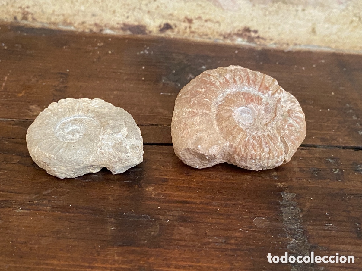 Coleccionismo de f&oacute;siles: Lote de dos amonites - Foto 5