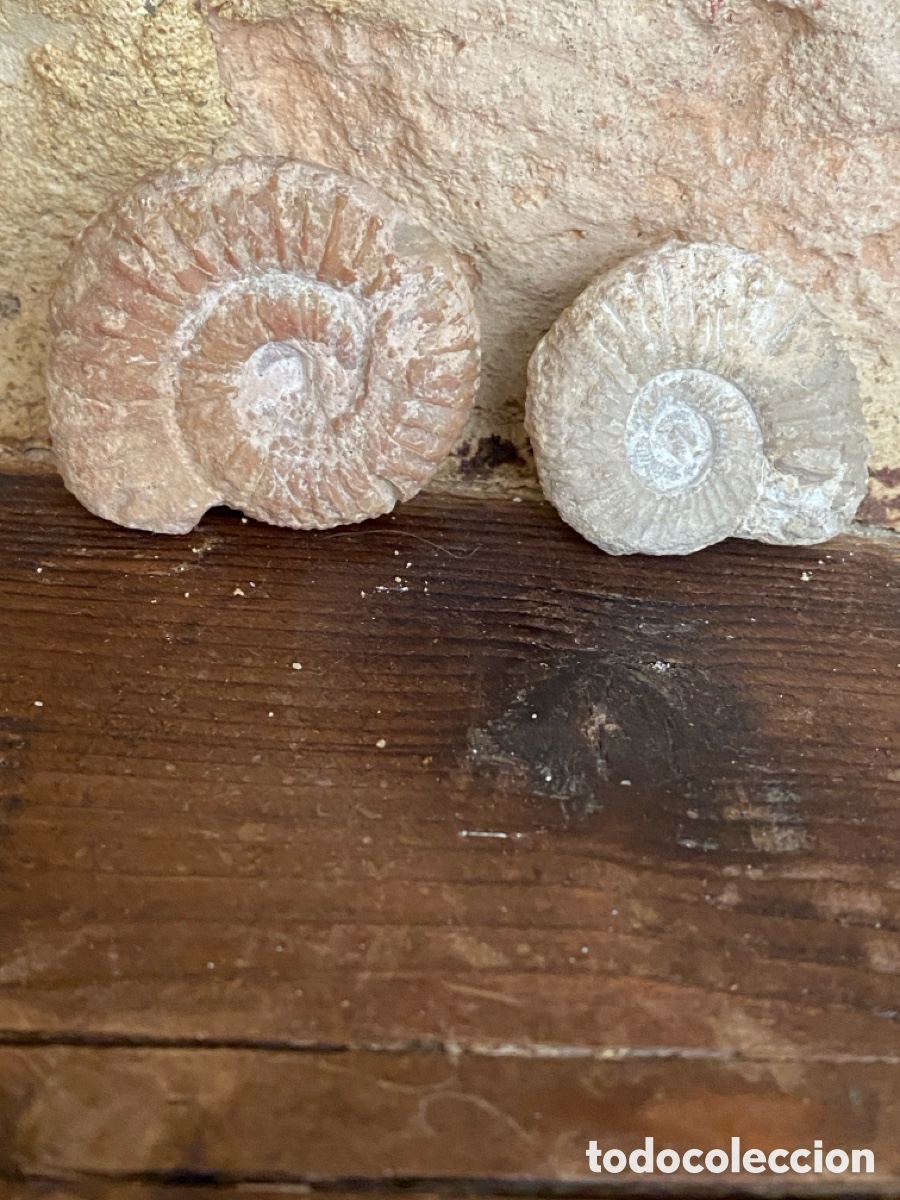 Coleccionismo de f&oacute;siles: Lote de dos amonites - Foto 6