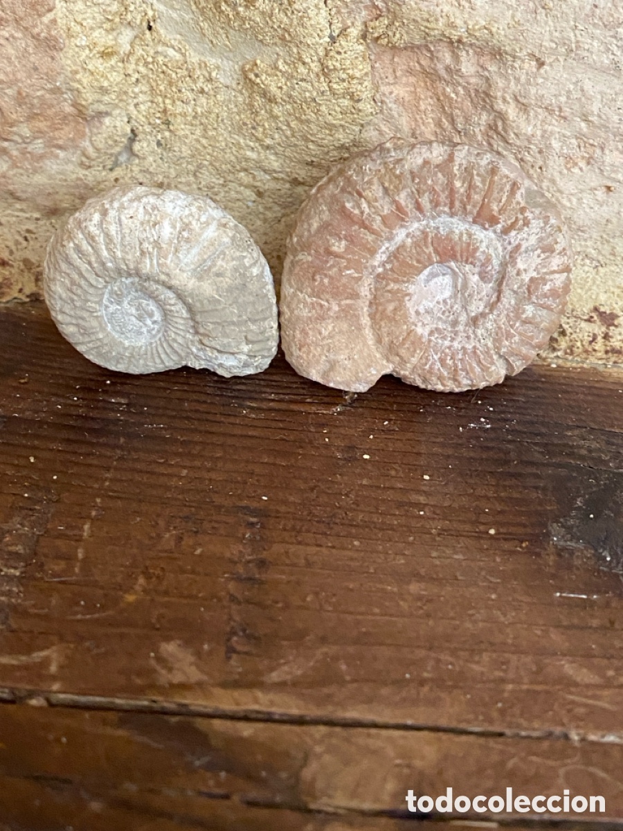 Coleccionismo de f&oacute;siles: Lote de dos amonites - Foto 7