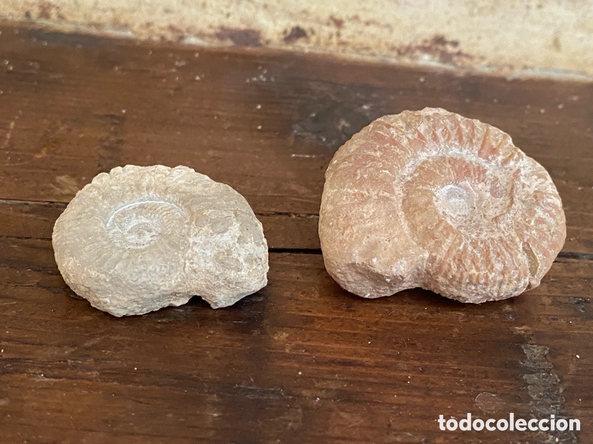 Coleccionismo de f&oacute;siles: Lote de dos amonites