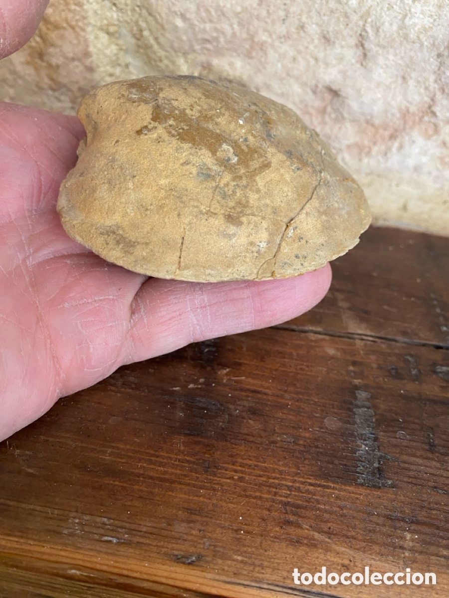 Colecionismo de f&oacute;sseis: Bonita almeja fosilizada