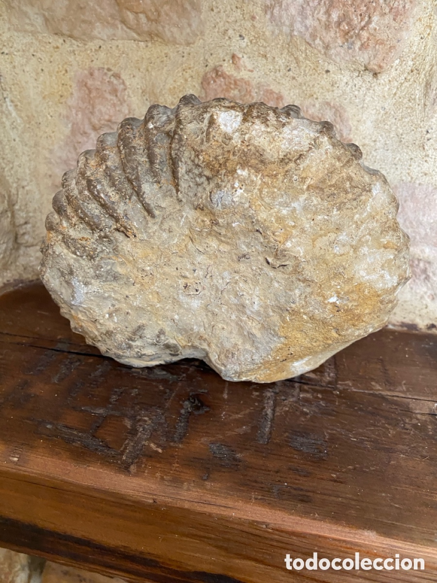 Coleccionismo de f&oacute;siles: F&oacute;sil de amonites 18 x 13 - Foto 7