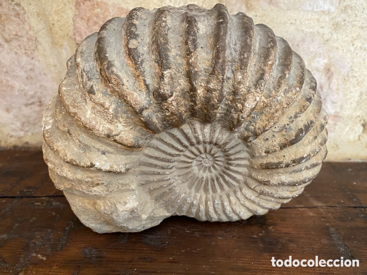 Colecionismo de f&oacute;sseis: F&oacute;sil de amonites 18 x 13