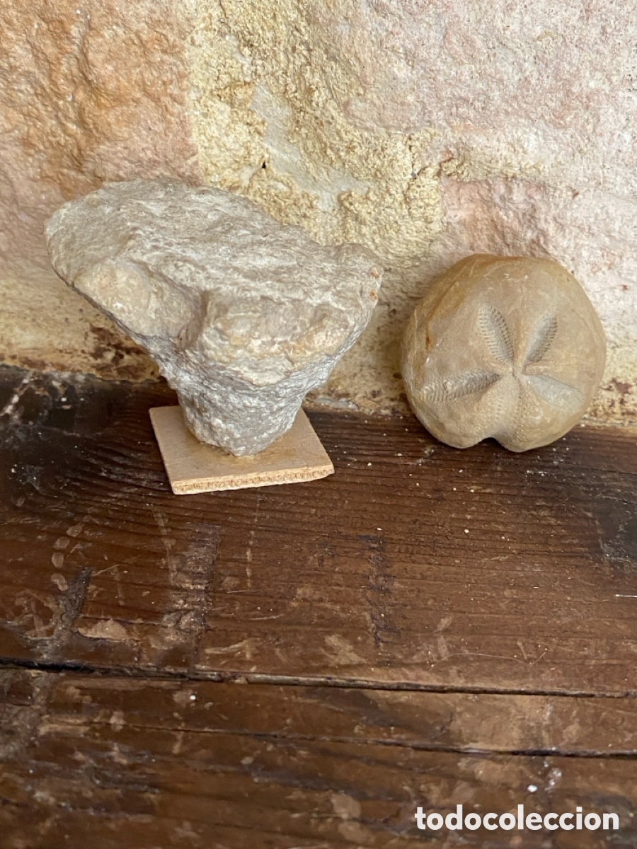 Colecionismo de f&oacute;sseis: Lote de dos f&oacute;siles erizo de mar