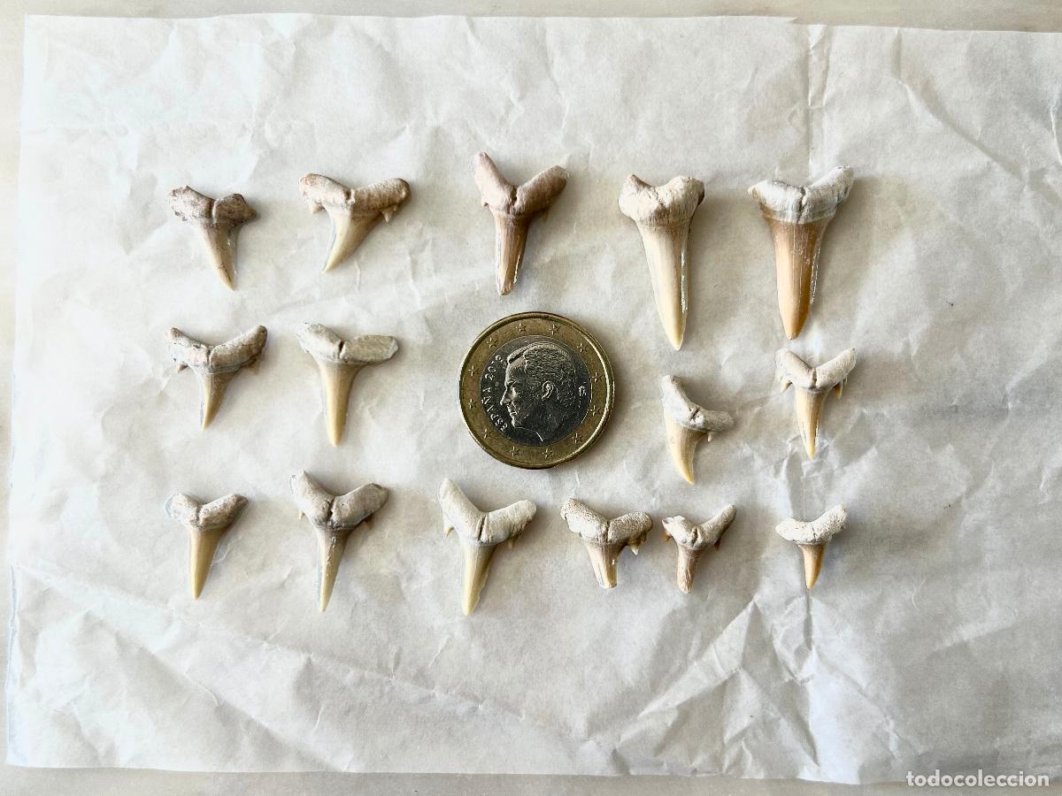 Collezionismo di fossili: 15 F&Oacute;SILES-DIENTES DE TIBUR&Oacute;N-OTODUS OBLIQUS-LAMNA OBLIQUA-F&Oacute;SIL MARINO ESPECIES ACUATICAS-1