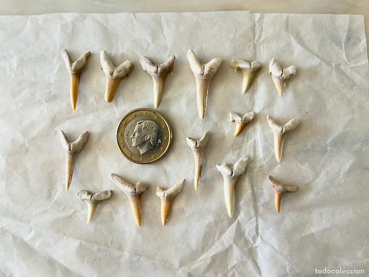 Coleccionismo de f&oacute;siles: 15 F&Oacute;SILES-DIENTES DE TIBUR&Oacute;N-OTODUS OBLIQUS-LAMNA OBLIQUA-F&Oacute;SIL MARINO ESPECIES ACUATICAS-2