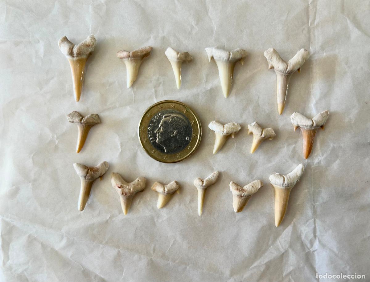 Coleccionismo de f&oacute;siles: 15 F&Oacute;SILES-DIENTES DE TIBUR&Oacute;N- OTODUS OBLIQUS-LAMNA OBLIQUA- F&Oacute;SIL MARINO ESPECIES ACUATICAS-3