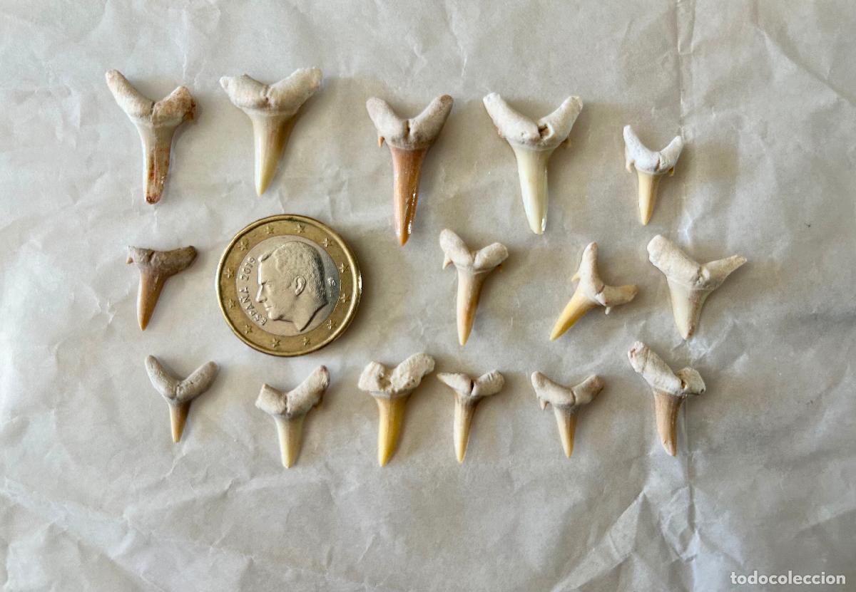 Coleccionismo de f&oacute;siles: 15 F&Oacute;SILES-DIENTES DE TIBUR&Oacute;N- OTODUS OBLIQUS-LAMNA OBLIQUA- F&Oacute;SIL MARINO ESPECIES ACUATICAS-4