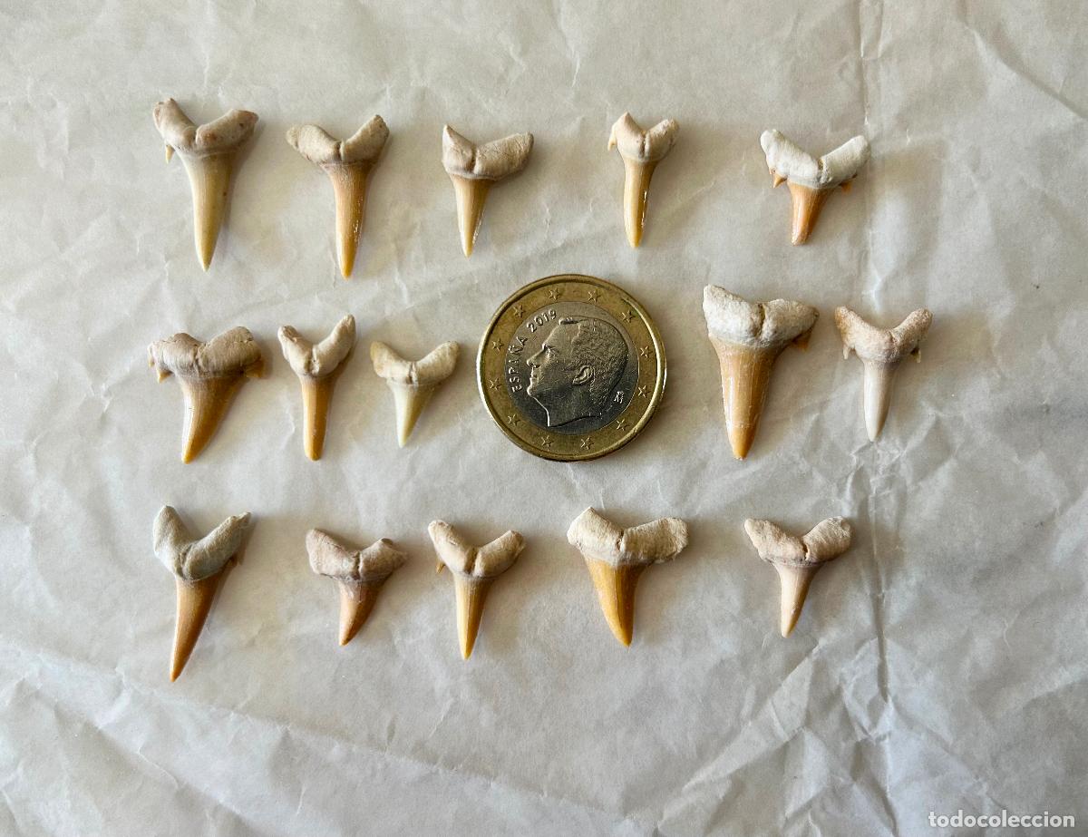Coleccionismo de f&oacute;siles: 15 F&Oacute;SILES-DIENTES DE TIBUR&Oacute;N- OTODUS OBLIQUS-LAMNA OBLIQUA- F&Oacute;SIL MARINO ESPECIES ACUATICAS-6