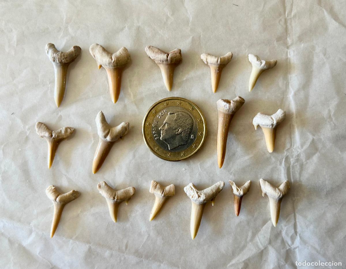 Coleccionismo de f&oacute;siles: 15 F&Oacute;SILES-DIENTES DE TIBUR&Oacute;N- OTODUS OBLIQUS-LAMNA OBLIQUA- F&Oacute;SIL MARINO ESPECIES ACUATICAS-6