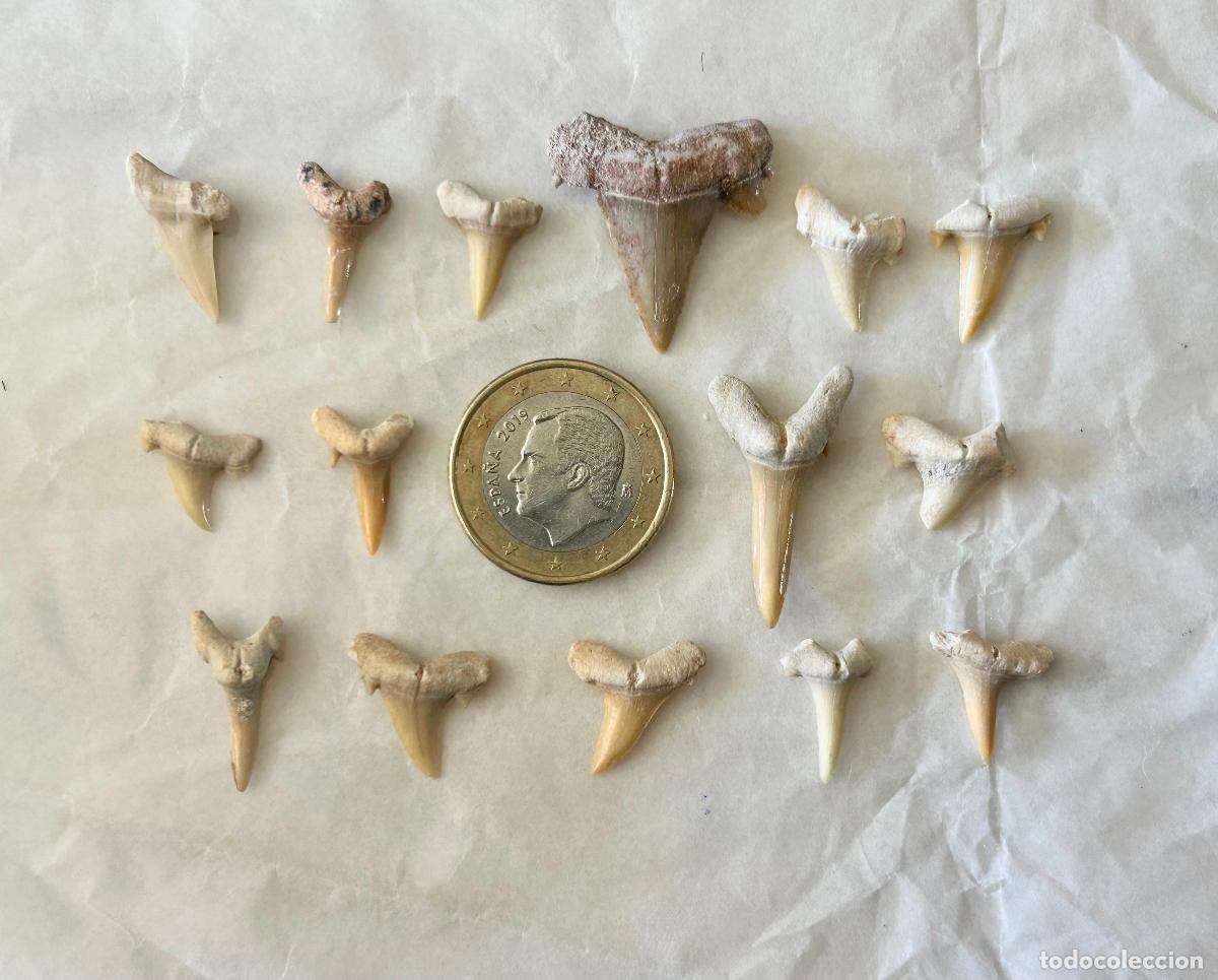 Coleccionismo de f&oacute;siles: 15 F&Oacute;SILES-DIENTES DE TIBUR&Oacute;N- OTODUS OBLIQUS-LAMNA OBLIQUA- F&Oacute;SIL MARINO ESPECIES ACUATICAS-7