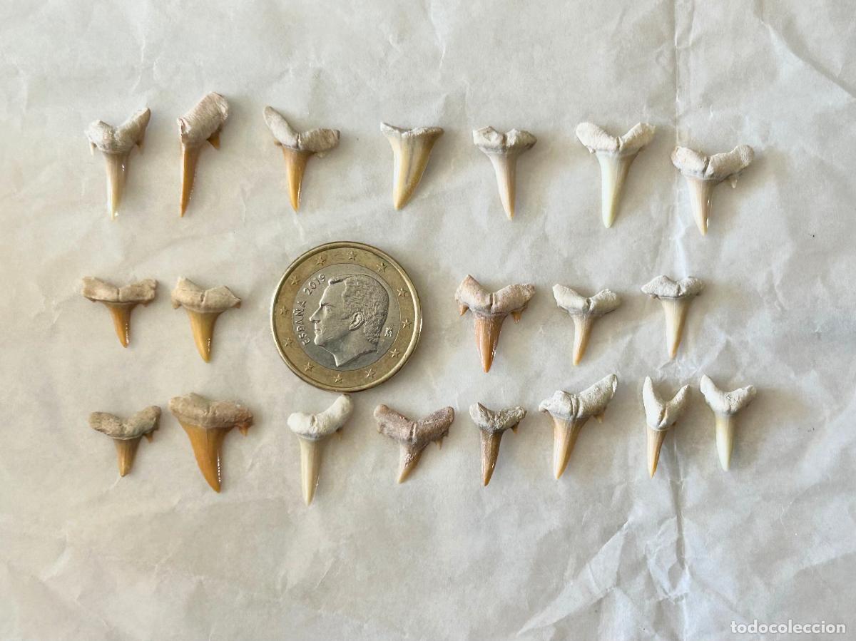Coleccionismo de f&oacute;siles: 20 F&Oacute;SILES-DIENTES DE TIBUR&Oacute;N- OTODUS OBLIQUS-LAMNA OBLIQUA- F&Oacute;SIL MARINO ESPECIES ACUATICAS-9