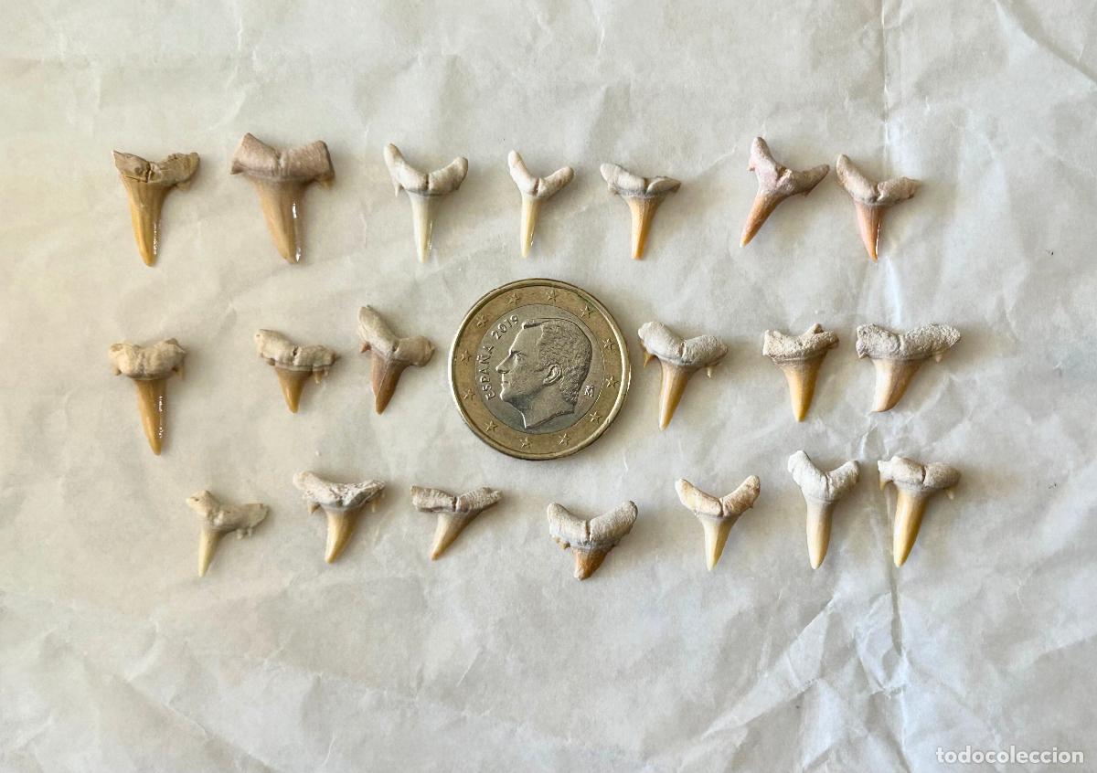 Coleccionismo de f&oacute;siles: 20 F&Oacute;SILES-DIENTES DE TIBUR&Oacute;N- OTODUS OBLIQUS-LAMNA OBLIQUA- F&Oacute;SIL MARINO ESPECIES ACUATICAS-10