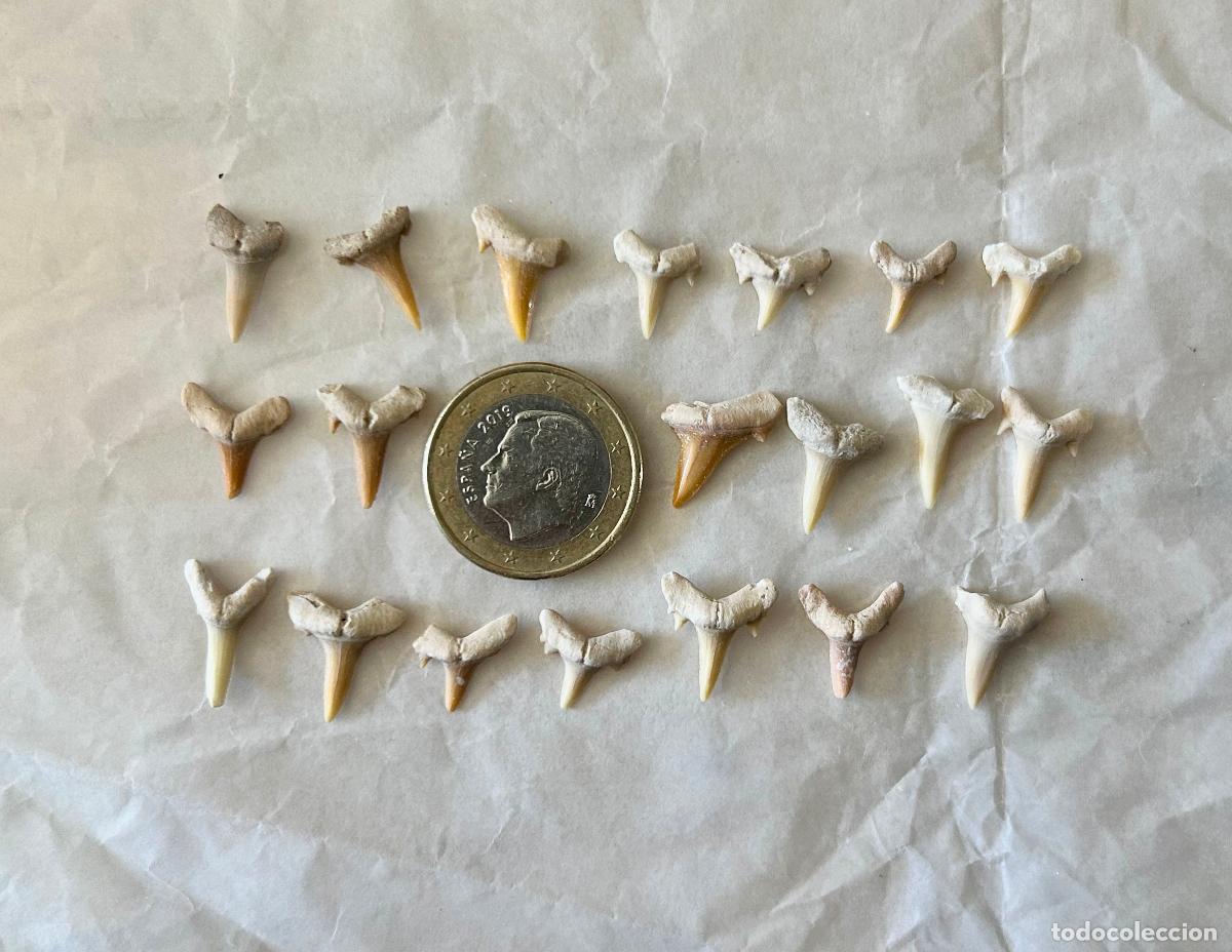 Coleccionismo de f&oacute;siles: 20 F&Oacute;SILES-DIENTES DE TIBUR&Oacute;N- OTODUS OBLIQUS-LAMNA OBLIQUA- F&Oacute;SIL MARINO ESPECIES ACUATICAS-11