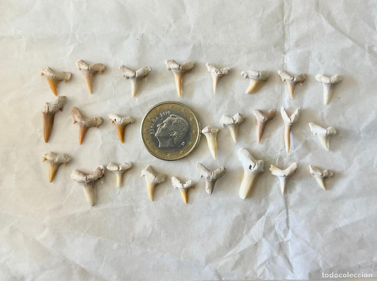 Coleccionismo de f&oacute;siles: 25 F&Oacute;SILES-DIENTES DE TIBUR&Oacute;N- OTODUS OBLIQUS-LAMNA OBLIQUA- F&Oacute;SIL MARINO ESPECIES ACUATICAS-12