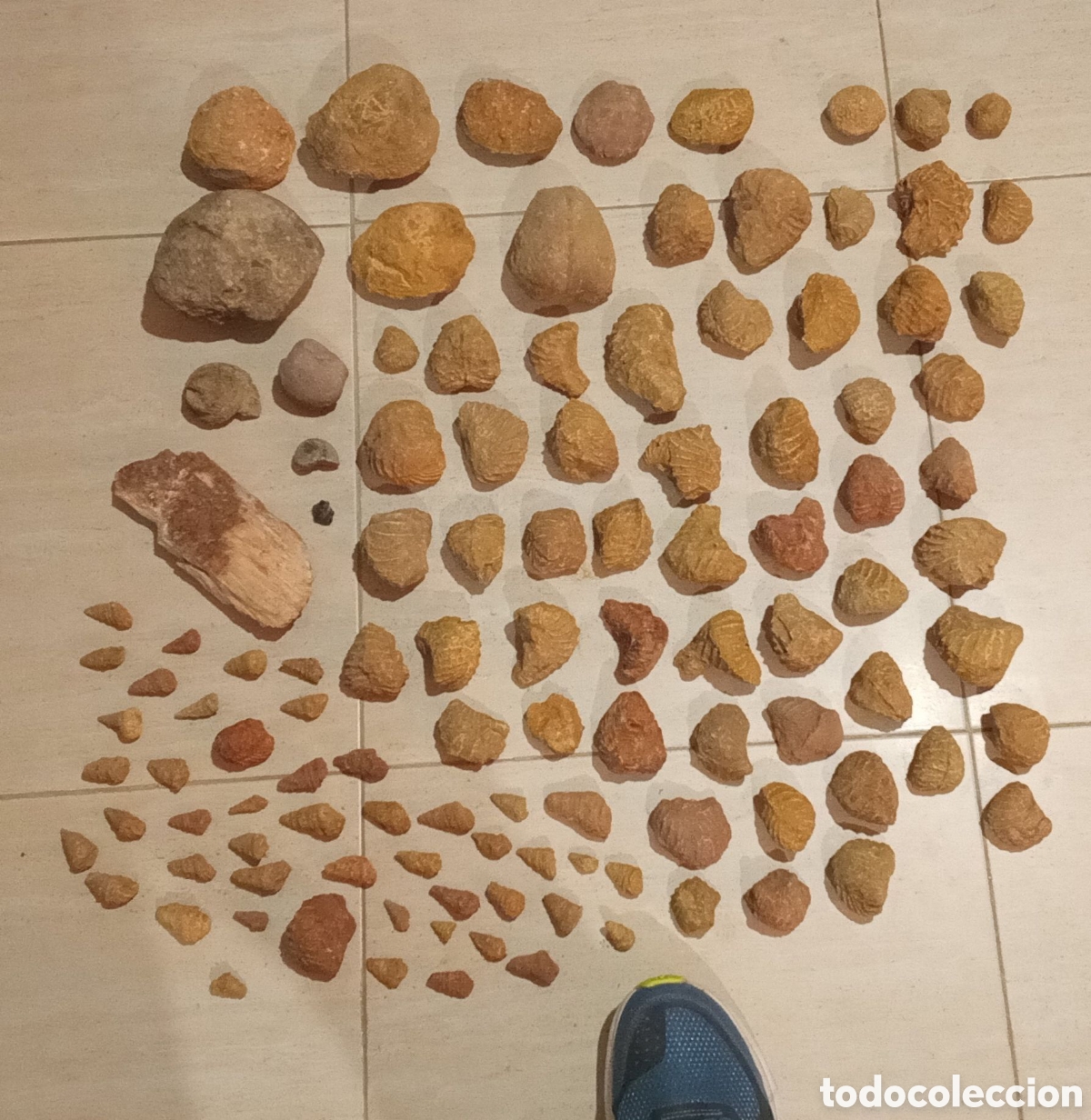 Fossil Collection: Paleontolog&iacute;a. Lote de f&oacute;siles. Trigonias, caracoles, corales y bivalvos. Libro f&oacute;siles en italiano.