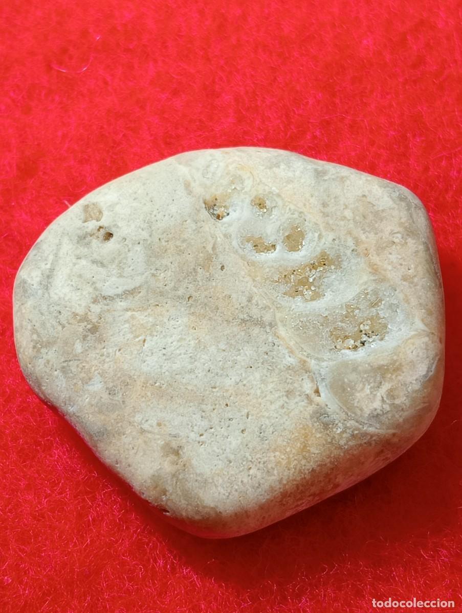 Coleccionismo de f&oacute;siles: F&Oacute;SIL AGATIZADO NATURAL (SIN USAR)