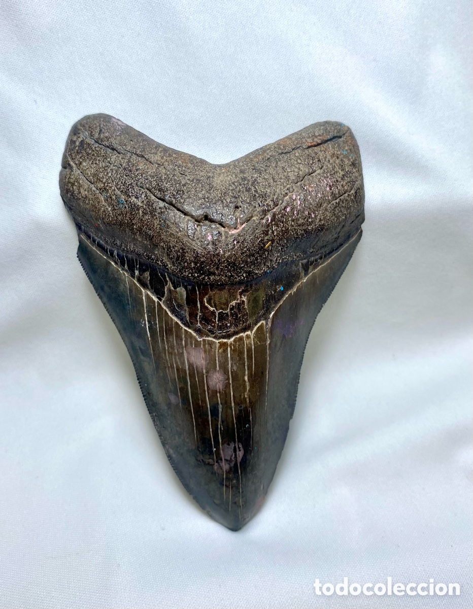 Coleccionismo de f&oacute;siles: Diente fosil tiburon megalodon