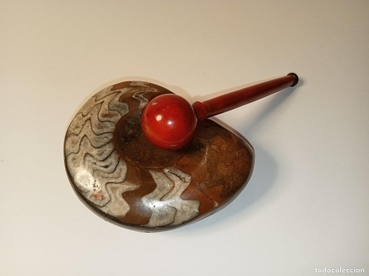 Coleccionismo de f&oacute;siles: F&Oacute;SIL PULIDO - DECORACI&Oacute;N