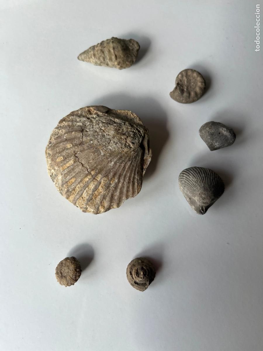 Coleccionismo de f&oacute;siles: Lote 7 F&oacute;siles de Distintos Tipos