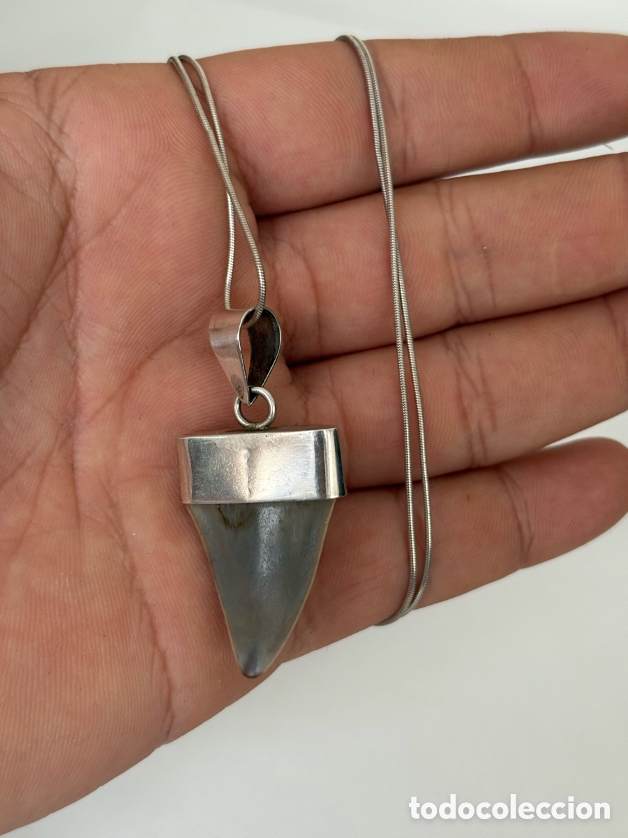 Coleccionismo de f&oacute;siles: Cadena y colgante Plata de ley 925 / Diente de Tibur&oacute;n Real