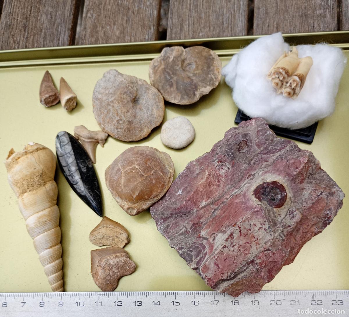 Coleccionismo de f&oacute;siles: 10 f&oacute;siles aut&eacute;nticos clasificados