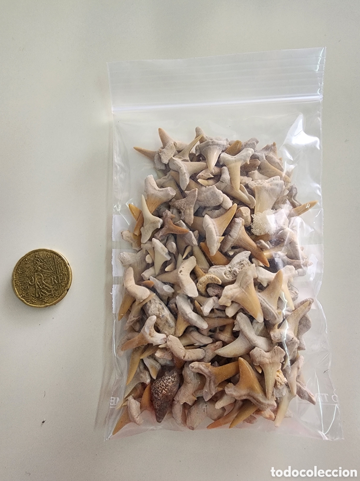 Coleccionismo de f&oacute;siles: Dientes Fosiles Otodus obliqus, lamna obliqua, carcharias