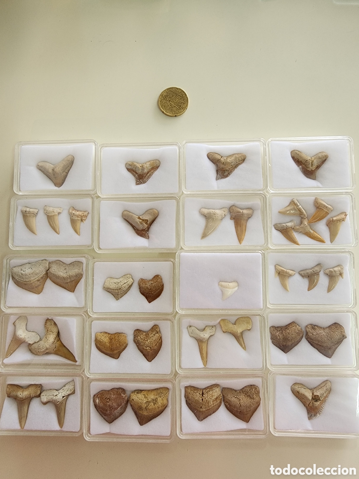 Coleccionismo de f&oacute;siles: Lote de colecci&oacute;n de dientes fosiles, galeocerdo ,cretolamna, squalicorax
