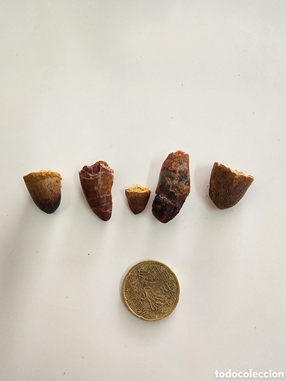 Coleccionismo de f&oacute;siles: Dientes Fosiles Sarcosuchus Imperator