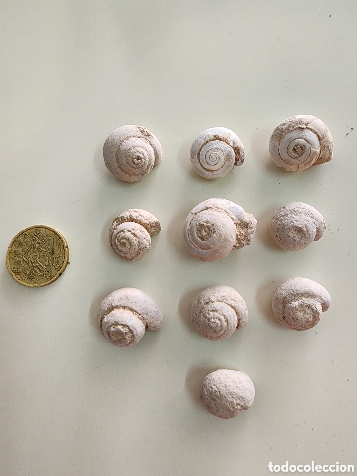 Coleccionismo de f&oacute;siles: Fosiles Caracoles Terrestres 10 unidades