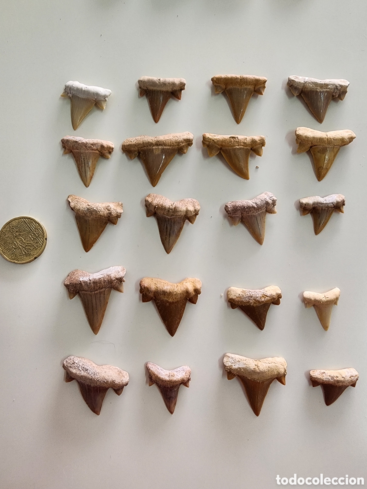 Coleccionismo de f&oacute;siles: Lote 20 Dientes Fosiles Cretolamna Altisima Calidad