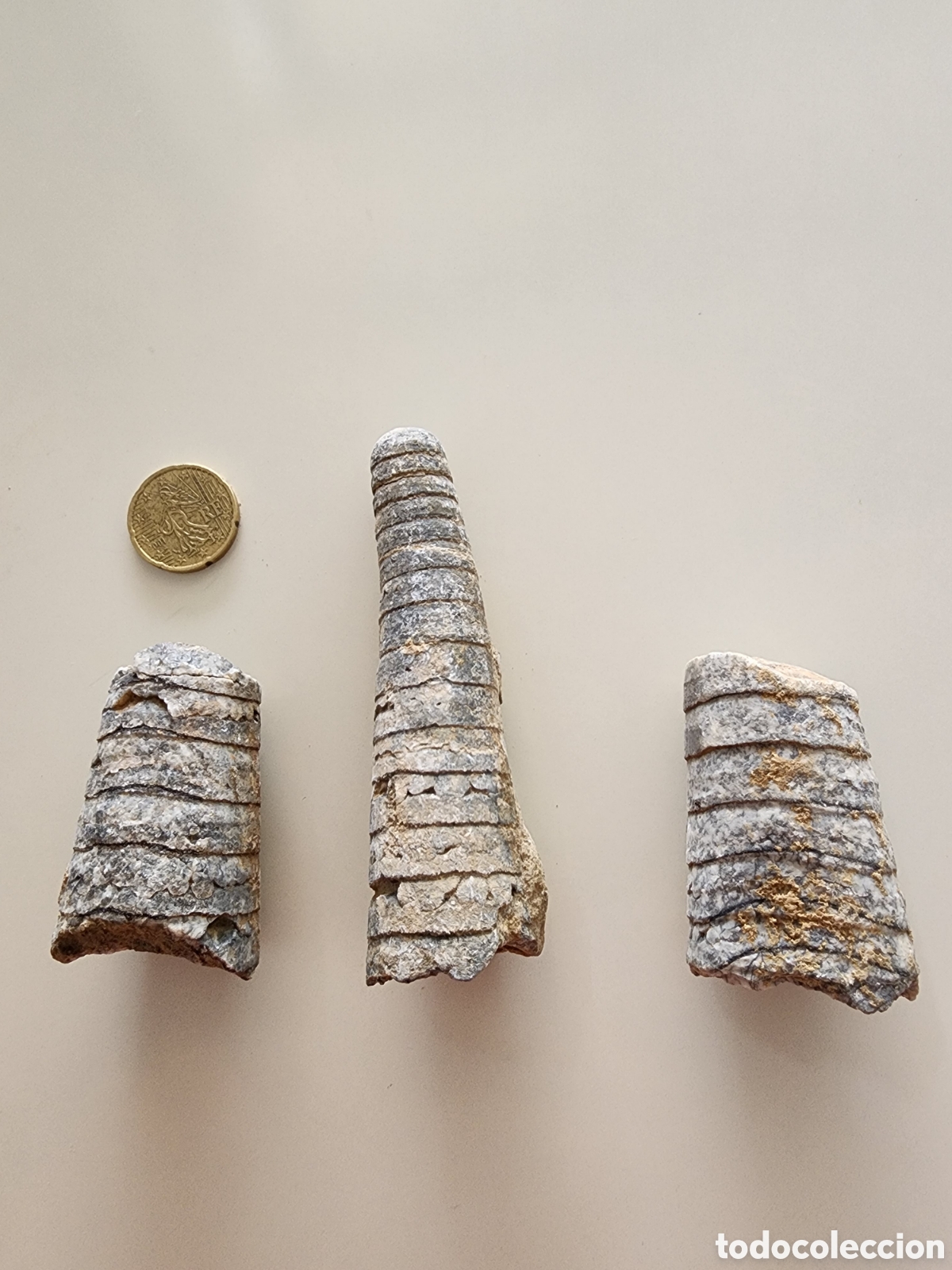 Coleccionismo de f&oacute;siles: Fosiles Orthoceras En bruto muy buen tama&ntilde;o