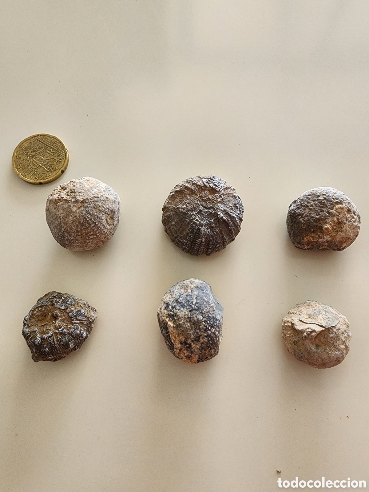 Coleccionismo de f&oacute;siles: Lote Herizos Fosiles De Mar