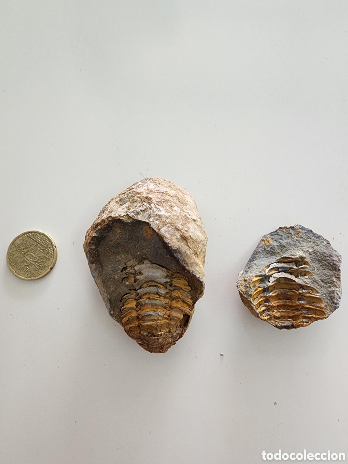 Coleccionismo de f&oacute;siles: Trilobites En n&oacute;dulo positivo y negativo