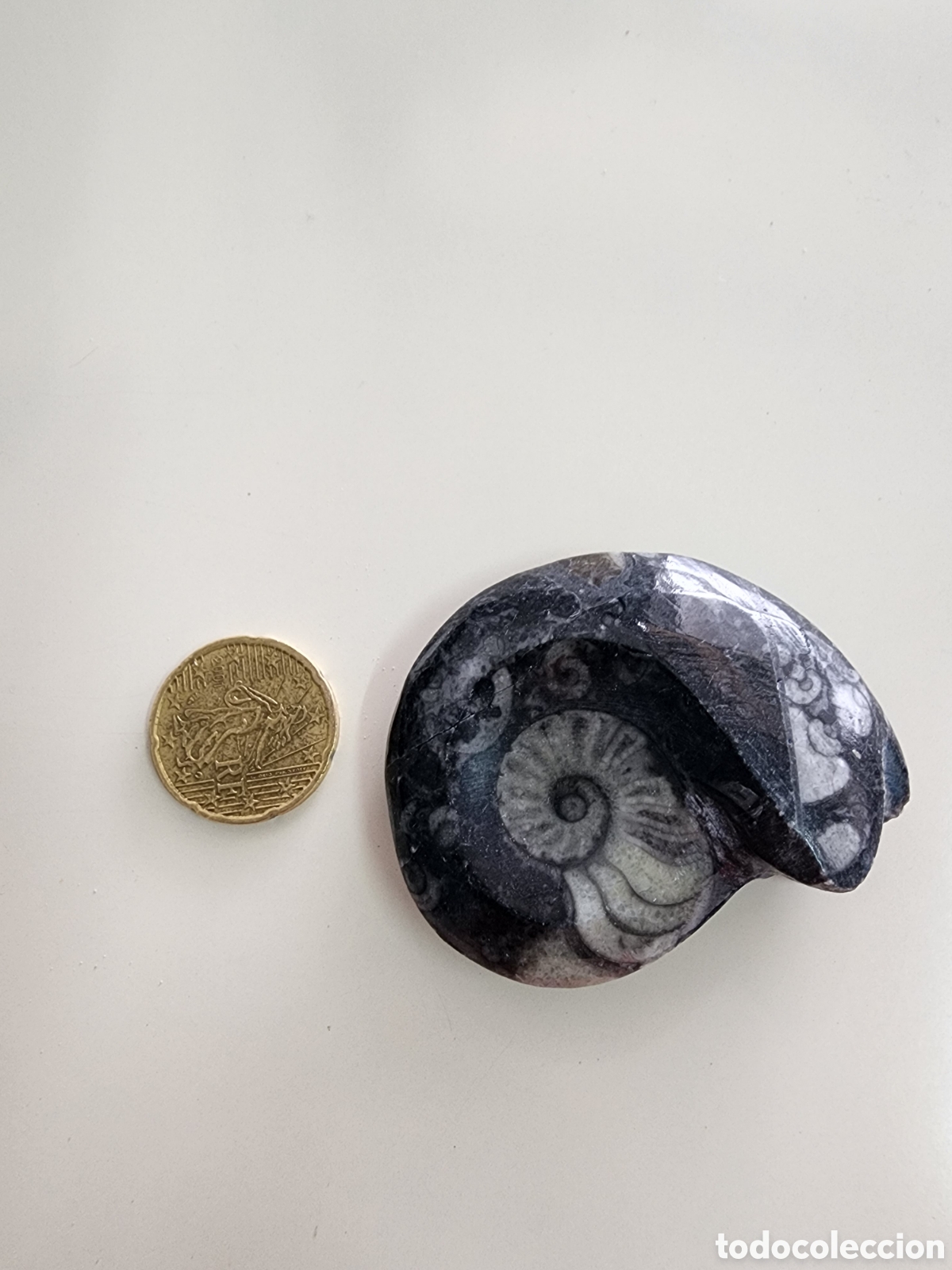 Coleccionismo de f&oacute;siles: Fosil Amonites Pulido