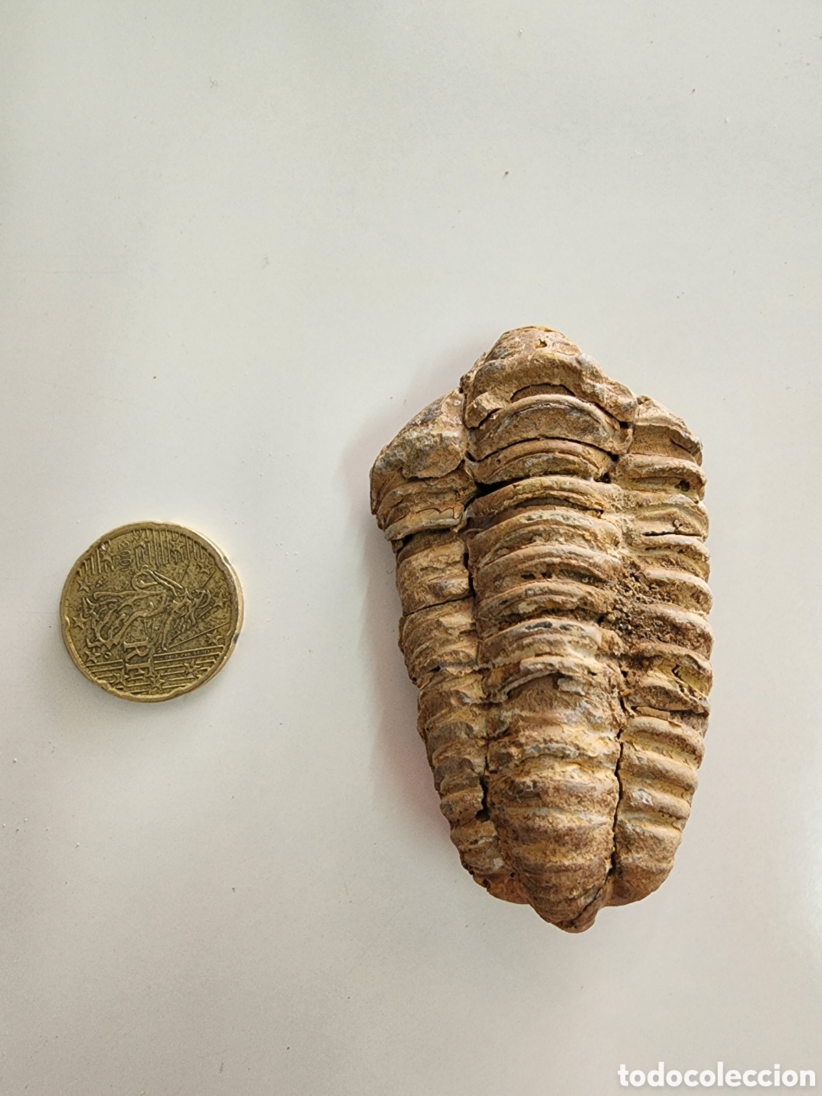 Coleccionismo de f&oacute;siles: Fosil Trilobites Calymene